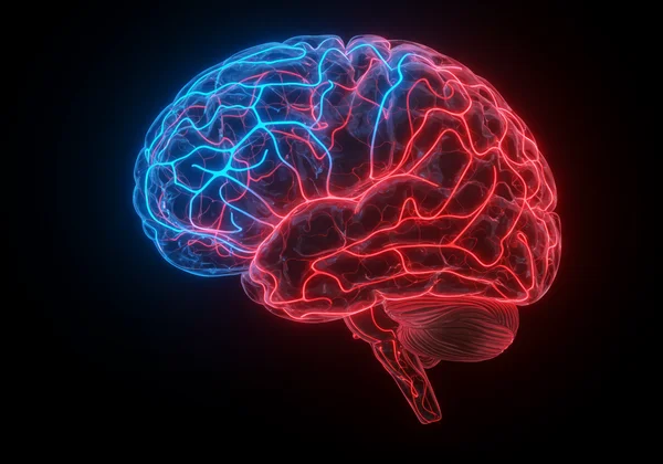 الدماغ يعيد توصيل مسارات الخوف من خلال العلاج بالتعرض المتدرج